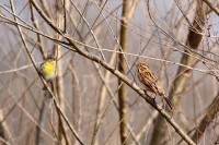 migliarino di palude-feb26