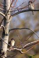 passera mattugia-feb26