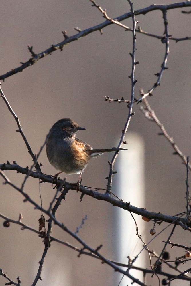 passera scopaiola-feb26