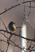 passera scopaiola-feb26