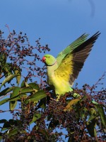 parrocchetto dal collare---feb26