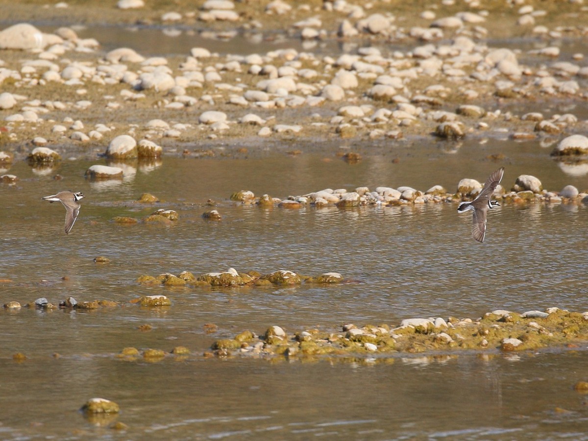 corriere piccolo-mar26