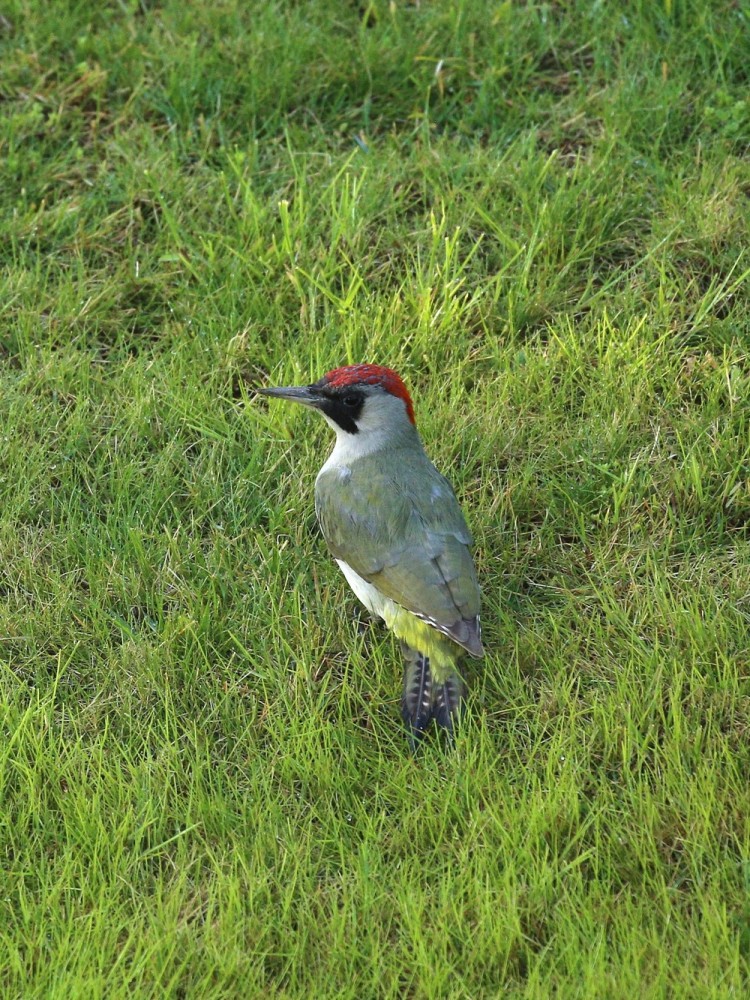 picchio verde-f-mar26