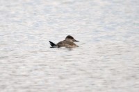 Gobbo della Giamaica	Oxyura jamaicensis	Ruddy Duck