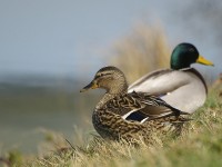 Germano reale	Anas platyrhynchos	Mallard