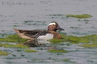 Marzaiola	Spatula querquedula	Garganey