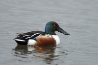 Mestolone	 Spatula clypeata	Northern Shoveler