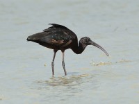 Mignattaio	Plegadis falcinellus	Glossy Ibis