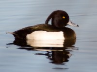 Moretta	Aythya fuligula	Tufted Duck