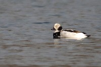 Moretta codona	Clangula hyemalis	Long-tailed Duck