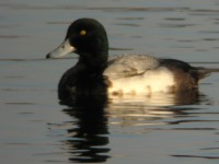 Moretta grigia	Aythya marila	Greater Scaup