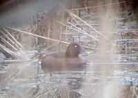 Moretta tabaccata	Aythya nyroca	Ferruginous Duck