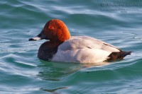 Moriglione	Aythya ferina	Common Pochard