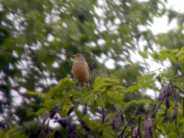 ortolano