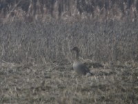 Oca granaiola della tundra Anser serrirostris Tundra Bean Goose