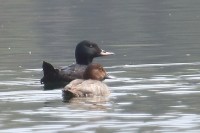 Orco marino	Melanitta fusca Velvet Scoter