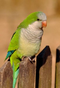 Parrocchetto monaco	Myiopsitta monachus	Monk Parakeet