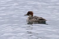 Pesciaiola	Mergus albellus	Smew