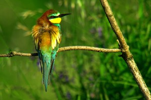 Gruccione	Merops apiaster	European Bee-eater