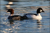 Quattrocchi	Bucephala clangula	Common Goldeneye