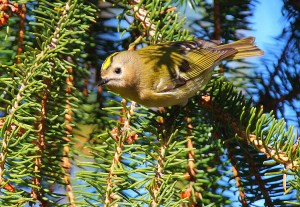 Regolo	Regulus regulus	Goldcrest