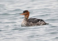 Smergo minore	Mergus serrator	Red-breasted Merganser