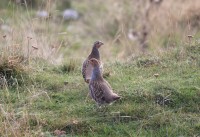 Starna	Perdix perdix	Grey Partridge