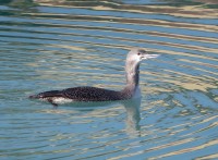 Strolaga minore	Gavia stellata	Red-throated Diver