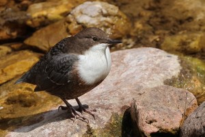 Merlo acquaiolo	Cinclus cinclus	White-throated Dipper