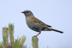 Passera scopaiola	Prunella modularis	Dunnock