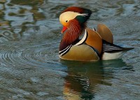 Anatra mandarina	Aix galericulata	Mandarin Duck