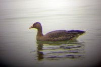 Oca selvatica	Anser anser	Greylag Goose