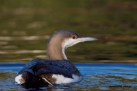 Strolaga mezzana	Gavia arctica	Black-throated Diver