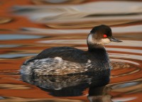 Svasso piccolo	Podiceps nigricollis	Black-necked Grebe