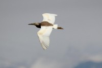 Sgarza ciuffetto	Ardeola ralloides	Squacco Heron