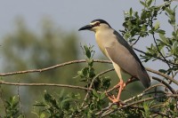 Nitticora	Nycticorax nycticorax	Black-crowned Night Heron