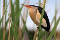 Tarabusino	Ixobrychus minutus	Little Bittern