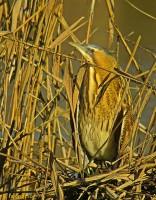 Tarabuso	Botaurus stellaris	Great Bittern