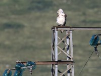 Biancone	Circaetus gallicus	Short-toed Eagle