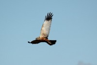 Falco di palude	Circus aeruginosus	Western Marsh Harrier