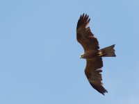 Nibbio bruno	Milvus migrans	Black Kite