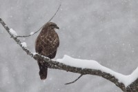 Poiana	Buteo buteo	Common Buzzard