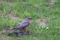 Sparviere	Accipiter nisus	Eurasian Sparrowhawk