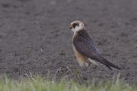 Falco cuculo	Falco vespertinus	Red-footed Falcon