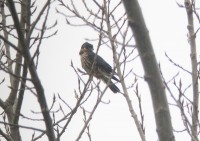 Smeriglio	Falco columbarius	Merlin