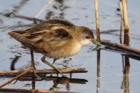 Schiribilla	Porzana parva	Little Crake