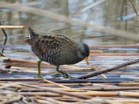 Voltolino	Porzana porzana	Spotted Crake