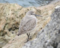 Piovanello pancianera	Calidris alpina	Dunlin