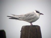 Mignattino piombato Chlidonias hybrida Whiskered Tern