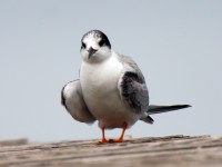 Sterna comune	Sterna hirundo	Common Tern